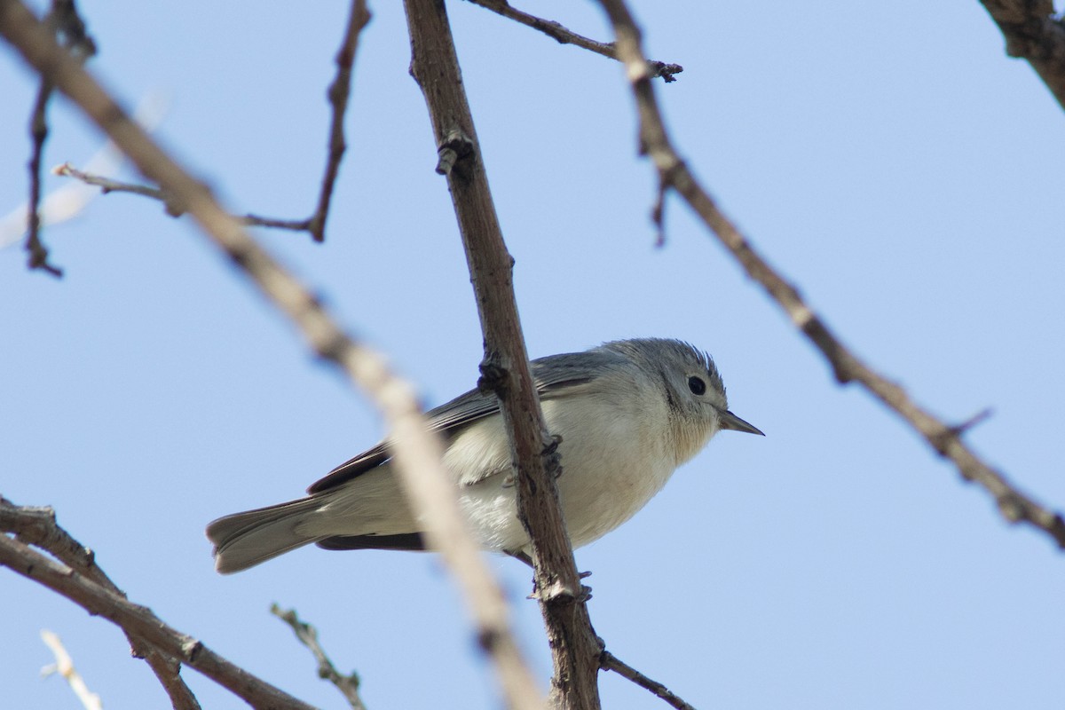 Lucy's Warbler - ML561490181