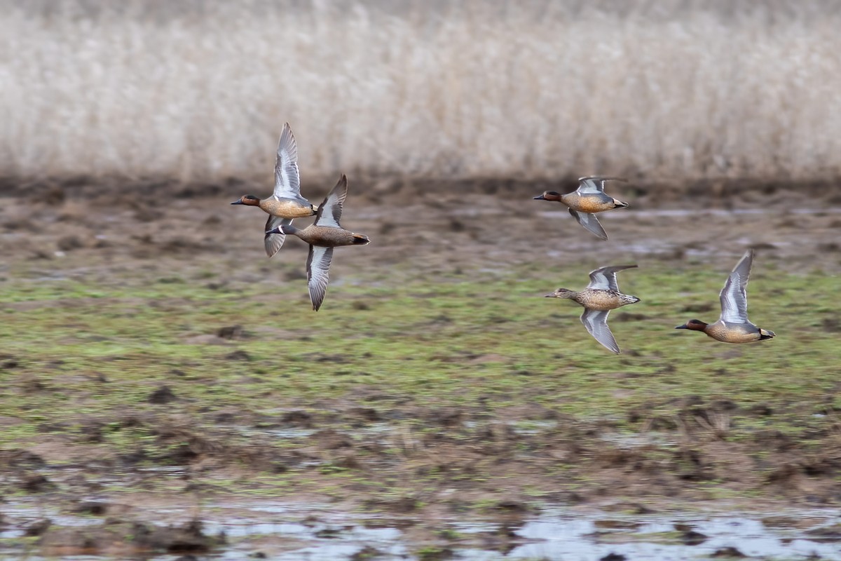 Blue-winged Teal - ML561493991