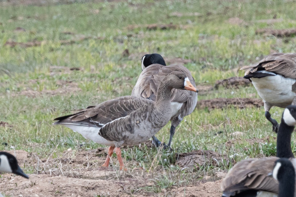 Greater White-fronted Goose - ML561497721