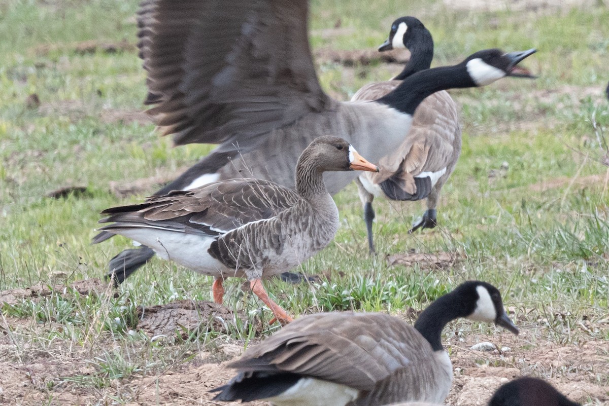 Greater White-fronted Goose - ML561497751