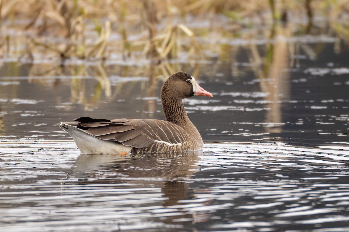 Greater White-fronted Goose - ML561500791