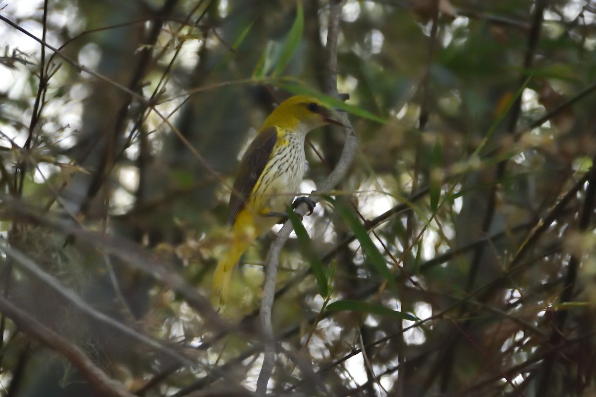 Indian Golden Oriole - ML561506031