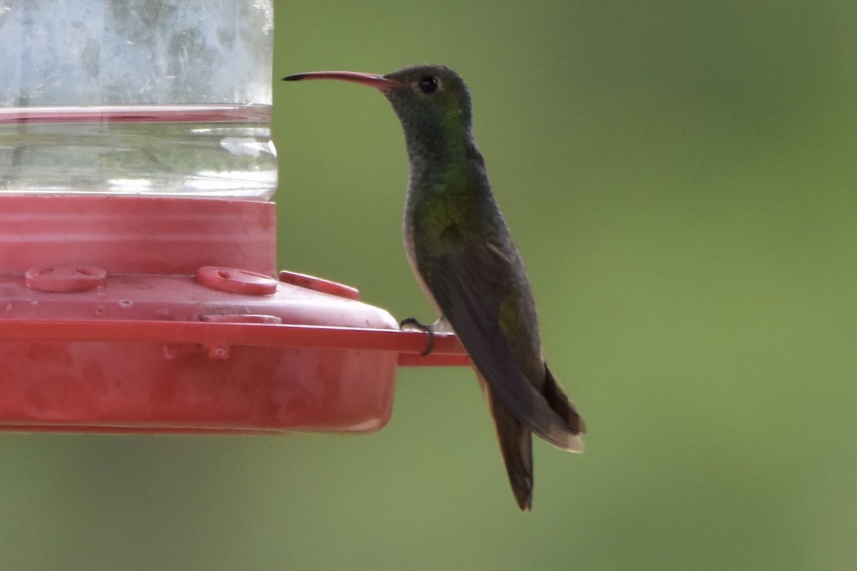 Buff-bellied Hummingbird - ML561507931