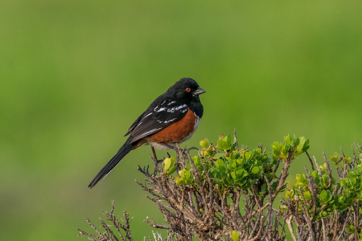 Spotted Towhee - ML561508531