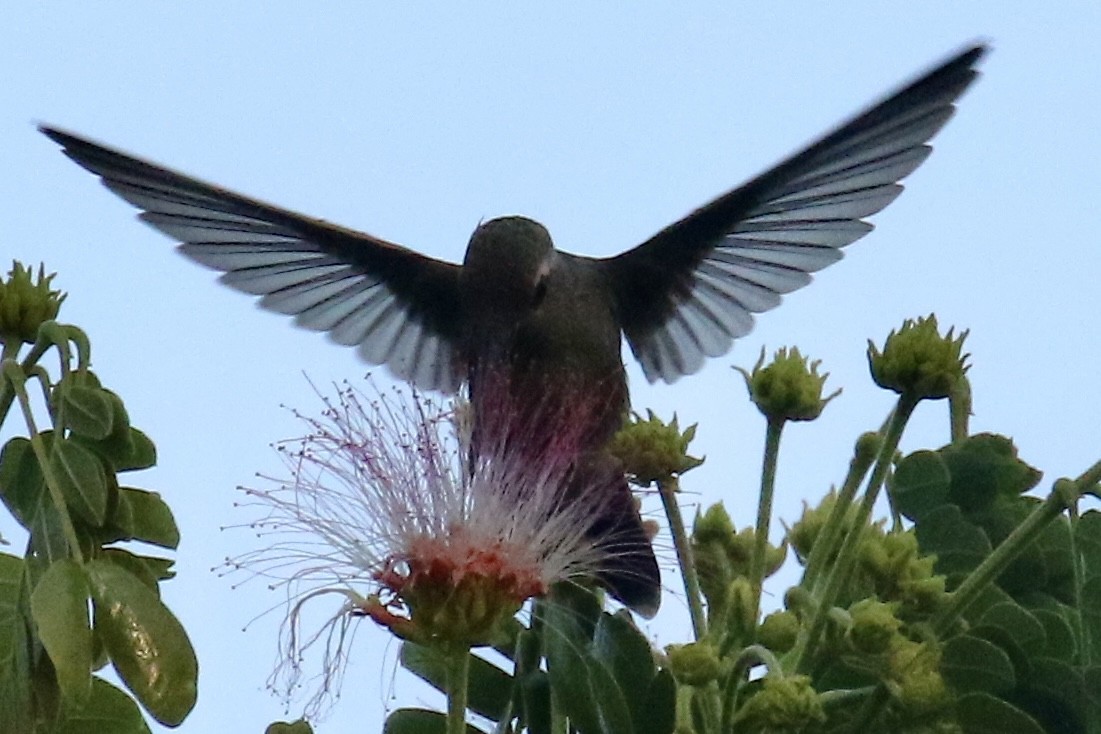 Broad-billed Hummingbird - ML561509911