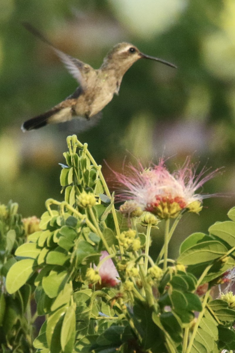 Broad-billed Hummingbird - ML561509951