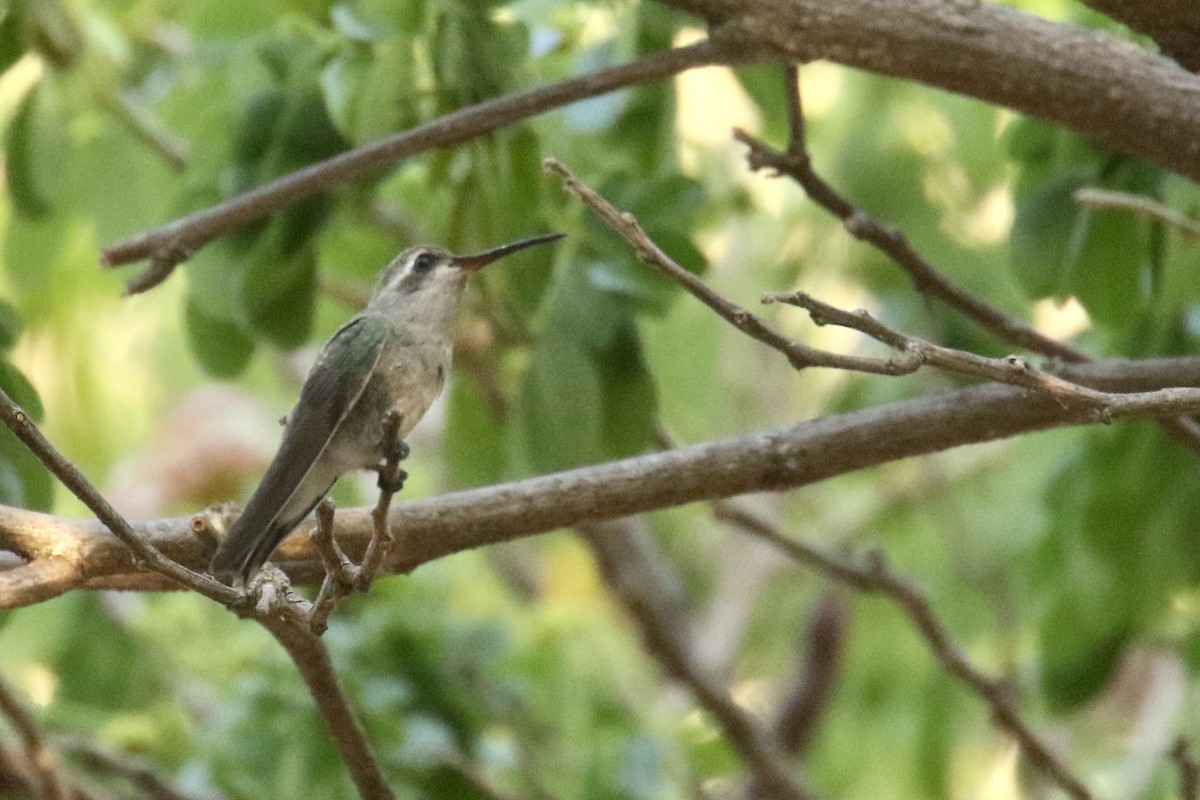 Broad-billed Hummingbird - ML561509961