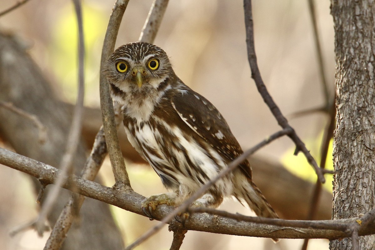Ferruginous Pygmy-Owl - ML561510091