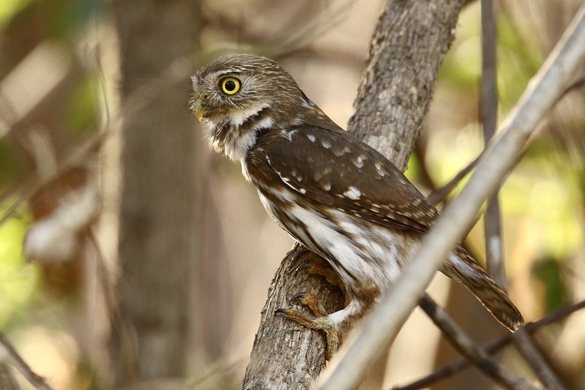 Ferruginous Pygmy-Owl - ML561510101