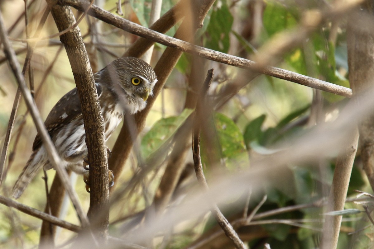 Ferruginous Pygmy-Owl - ML561510121