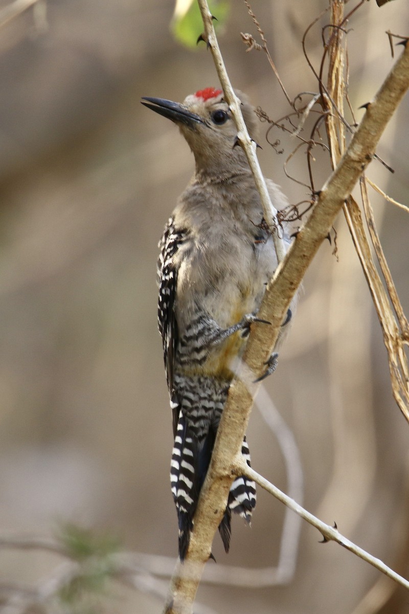 Gila Woodpecker - ML561510241
