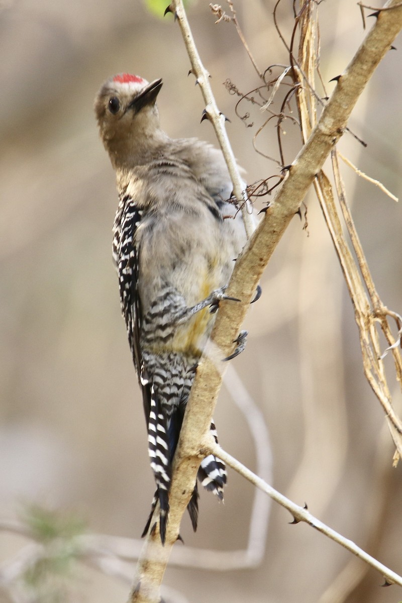 Gila Woodpecker - ML561510251