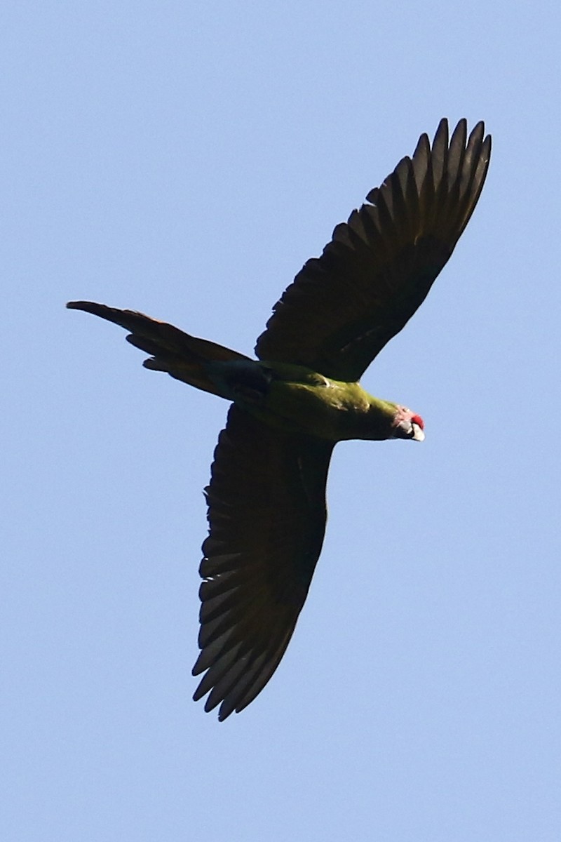 Military Macaw - ML561510261