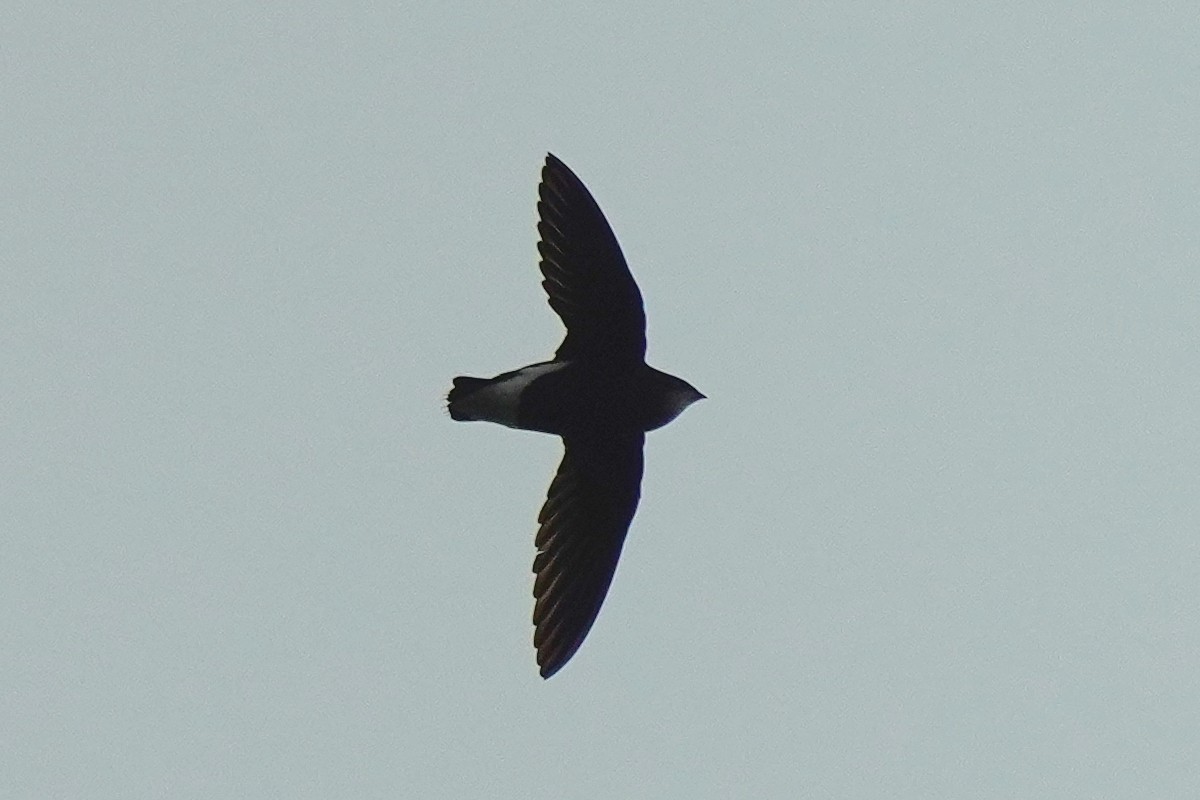 Silver-backed Needletail - ML561513711