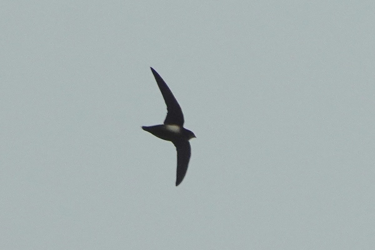 Silver-backed Needletail - ML561515141