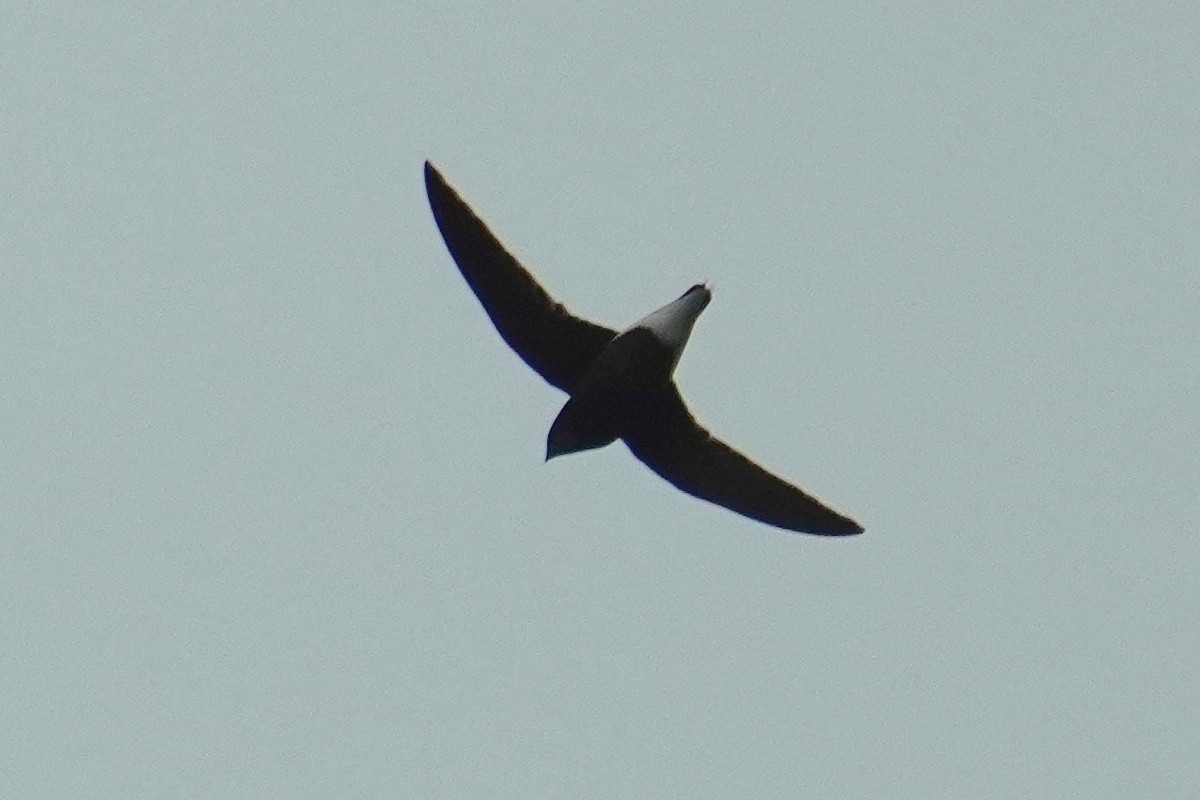 Silver-backed Needletail - ML561515251
