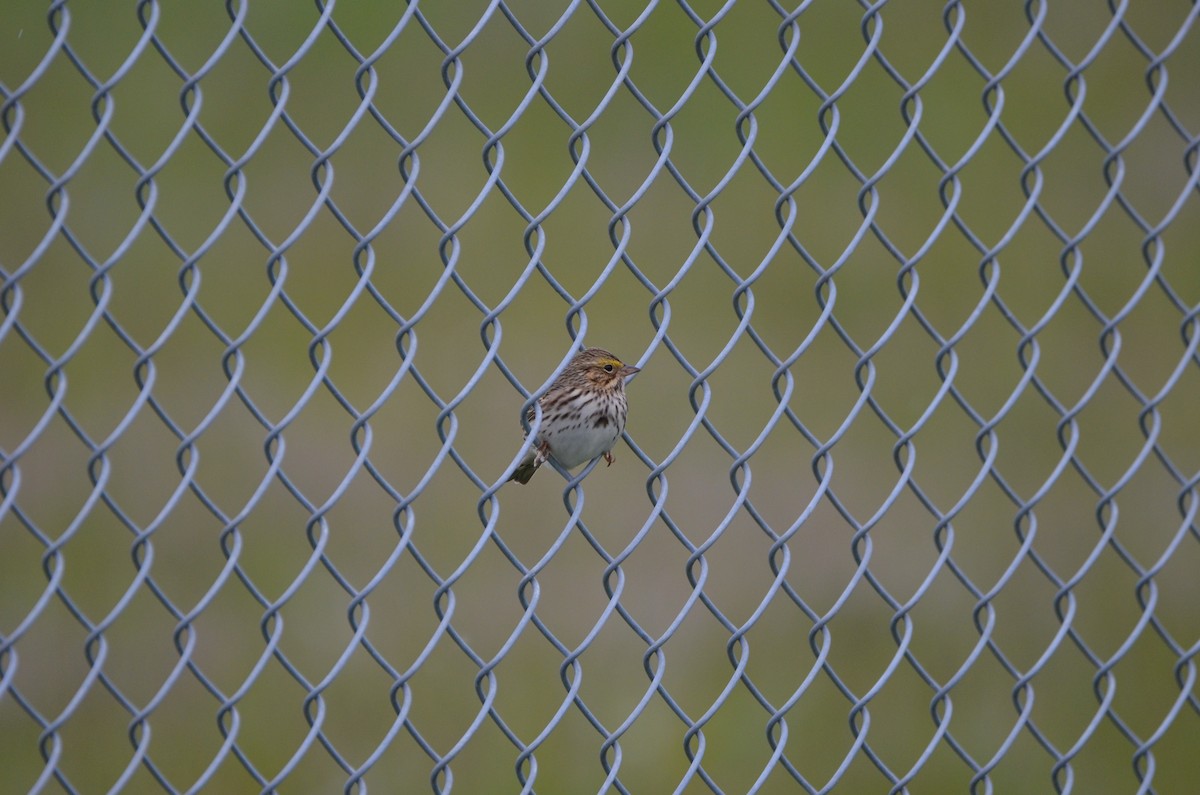 Savannah Sparrow (Savannah) - ML561515291