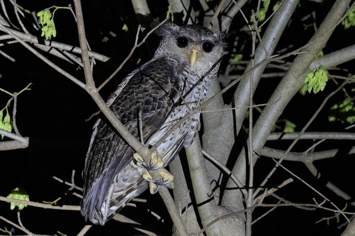 Spot-bellied Eagle-Owl - ML561516481