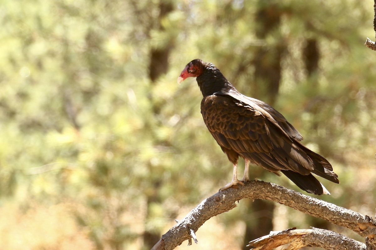 Turkey Vulture - ML561516541