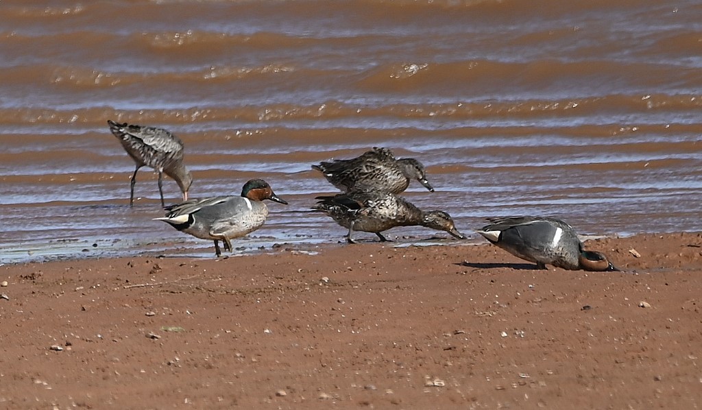 Green-winged Teal - ML561516591