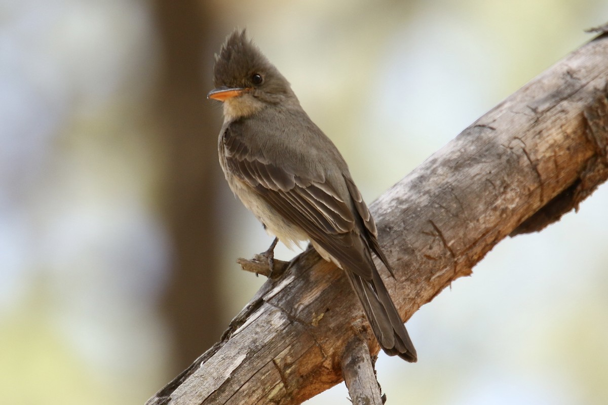 Greater Pewee - ML561516611