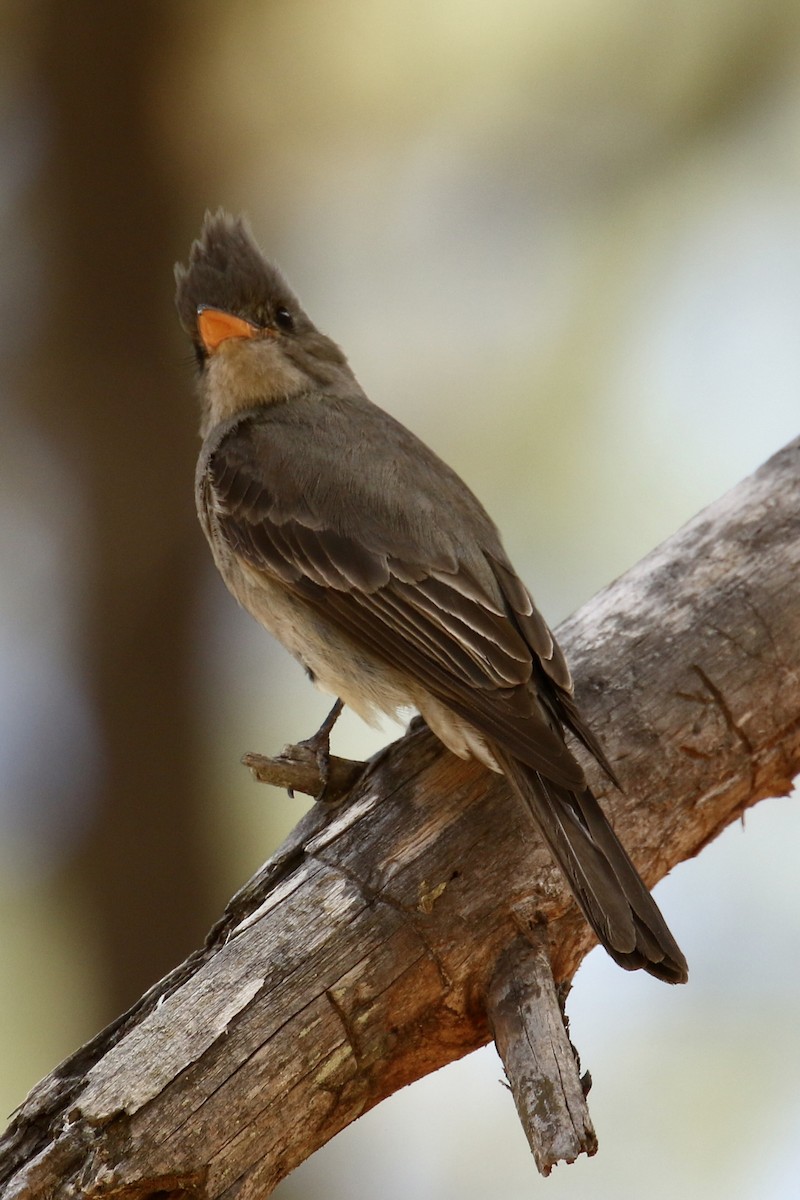 Greater Pewee - ML561516621