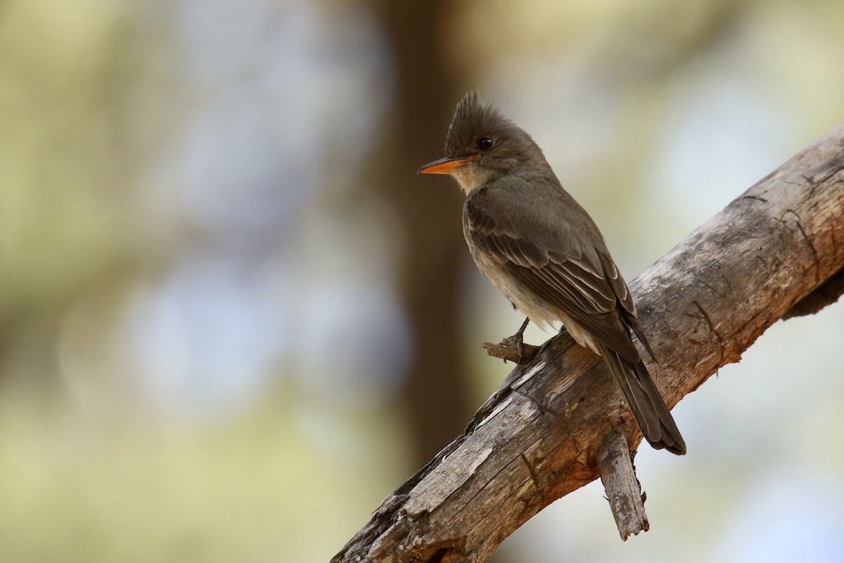 Greater Pewee - ML561516631