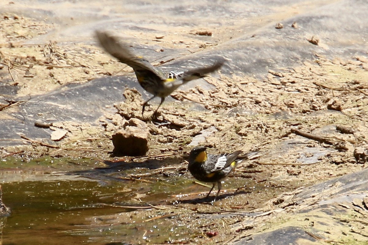 Yellow-rumped Warbler (West Mexico) - ML561516771