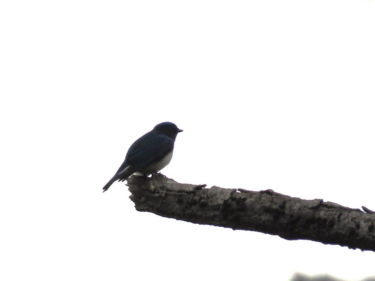 Blue-and-white Flycatcher - ML561517121