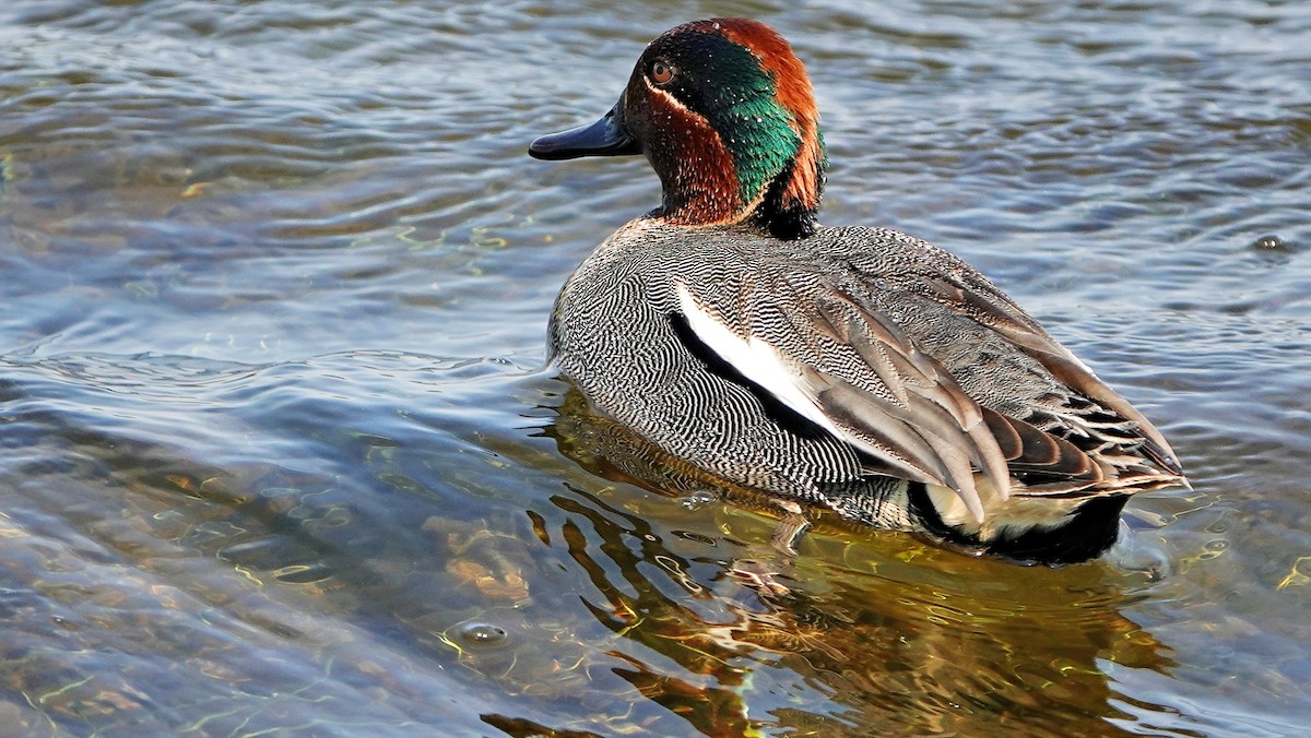 Green-winged Teal - ML561523541