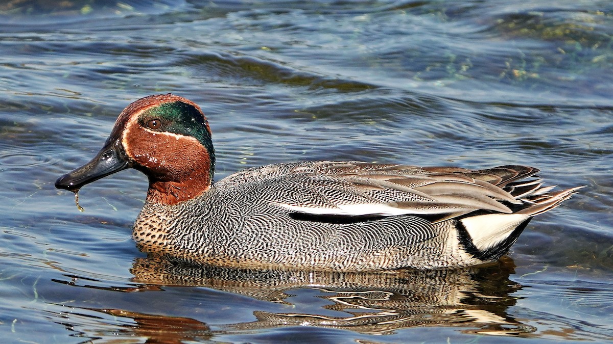 Green-winged Teal - ML561523681
