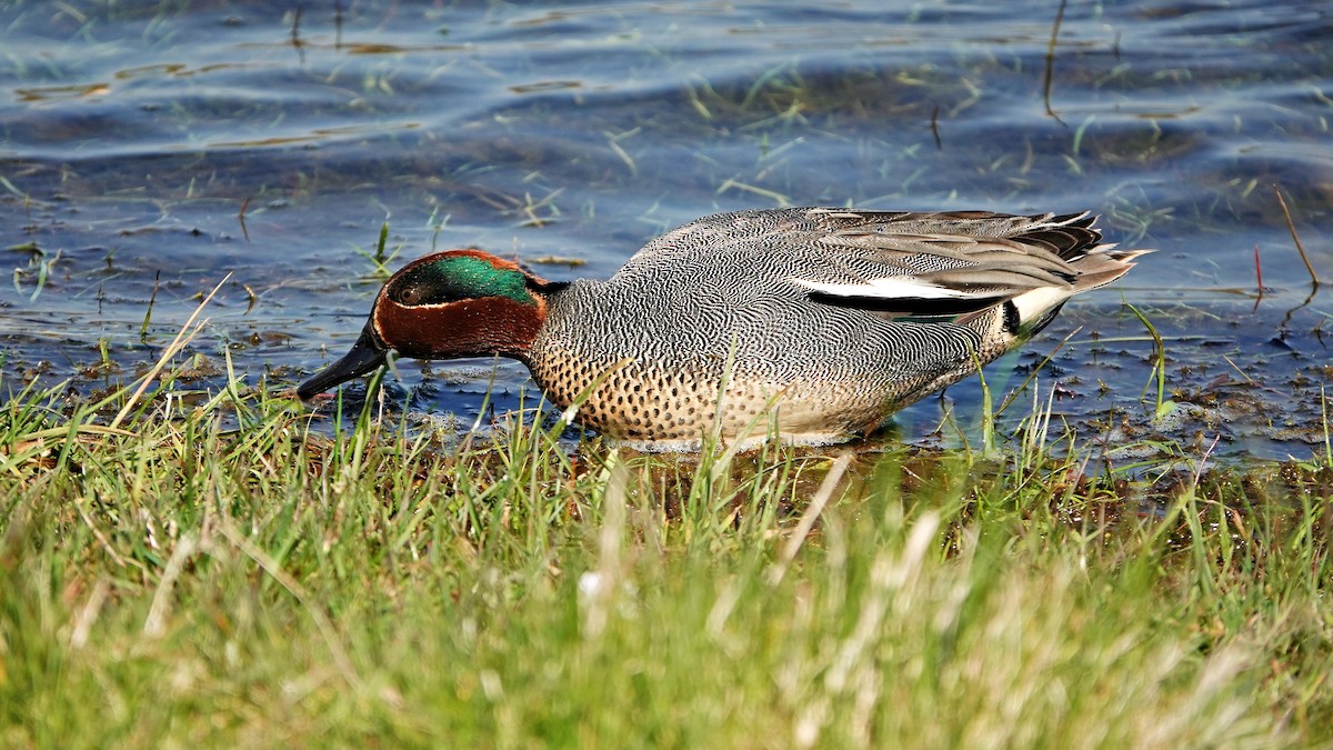 Green-winged Teal - ML561523771