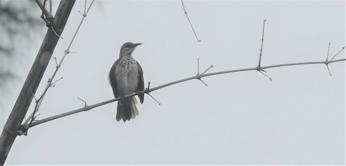 Timor Friarbird - ML561524071