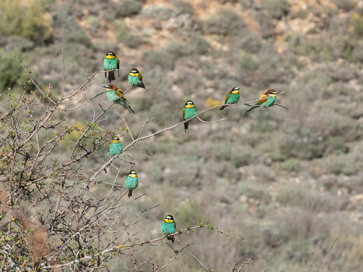 European Bee-eater - ML561524621