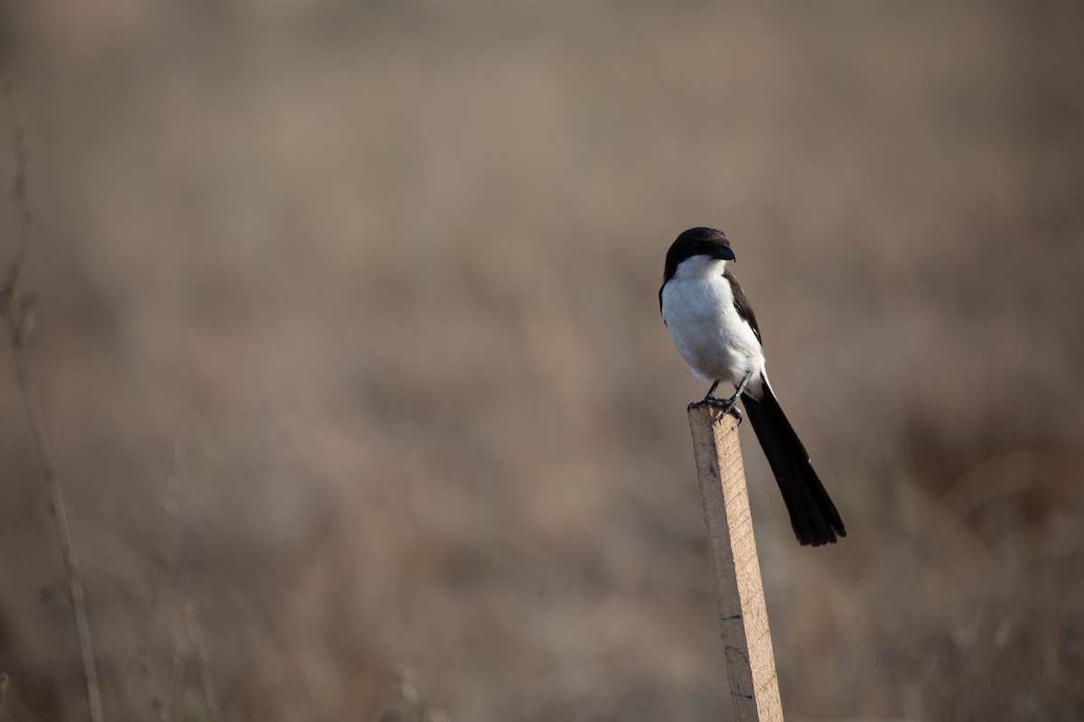 Long-tailed Fiscal - ML561525471