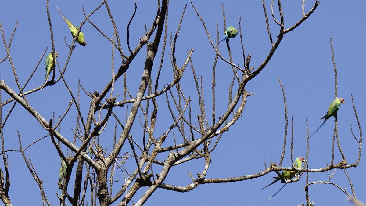Plum-headed Parakeet - ML561528111