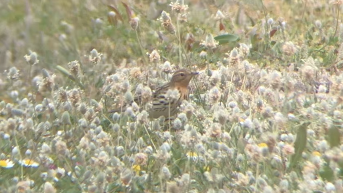 Red-throated Pipit - ML561529611