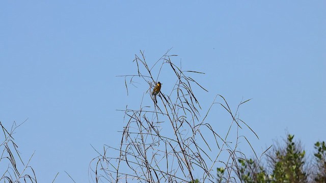 Yellow-breasted Chat - ML561535041