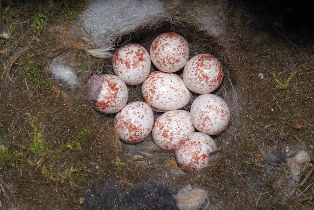 Eggs. - Great Tit - 