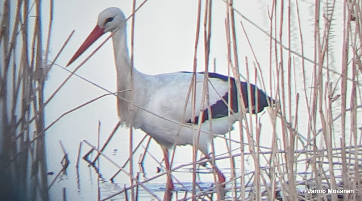 White Stork - Jarmo Moilanen