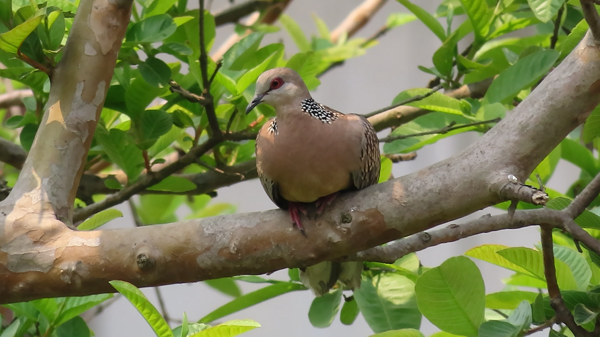 Spotted Dove (Western) - Arend van Riessen