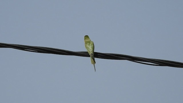 Blue-cheeked Bee-eater - ML561546941