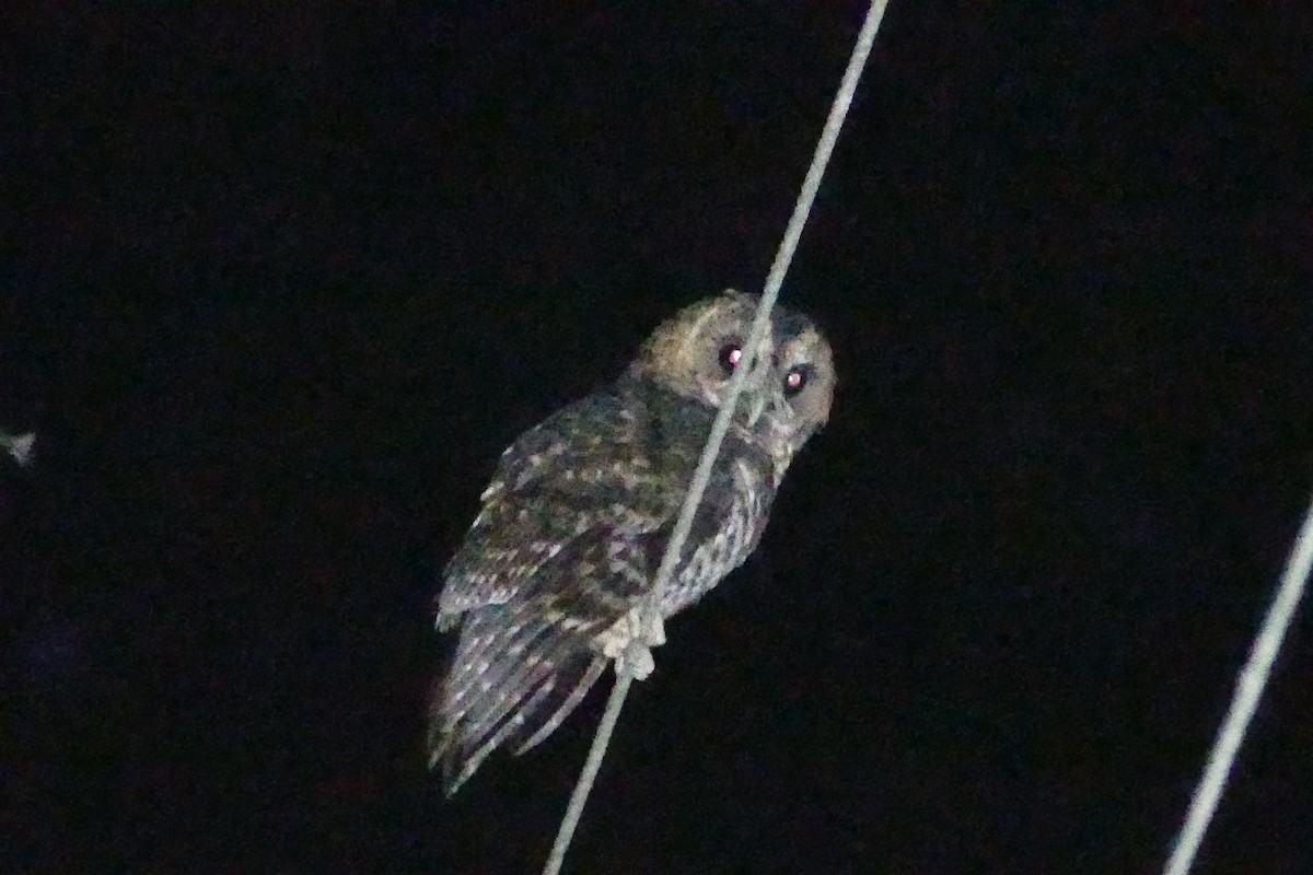 Rufous-banded Owl - Peter Kaestner