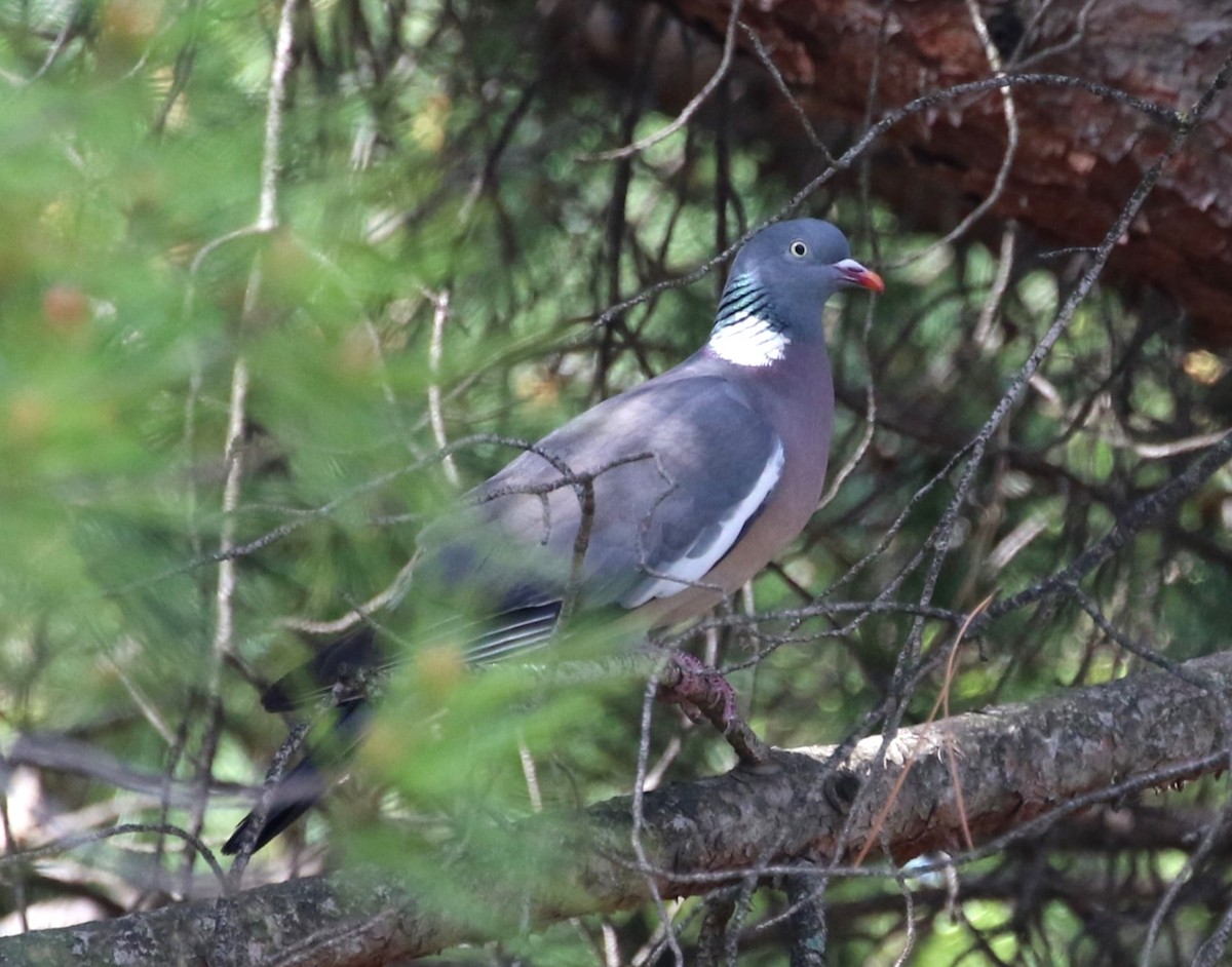 Common Wood-Pigeon - ML561550131