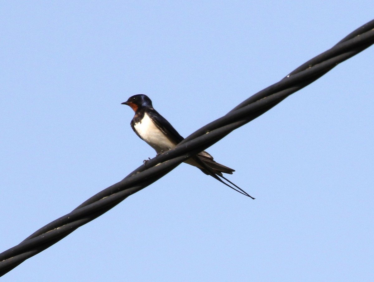 Barn Swallow - ML561550211