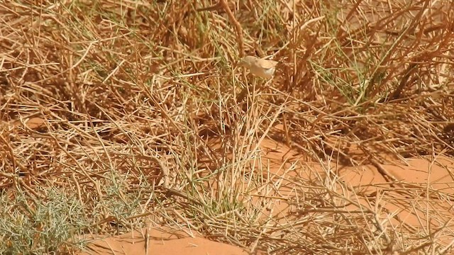 African Desert Warbler - ML561550921