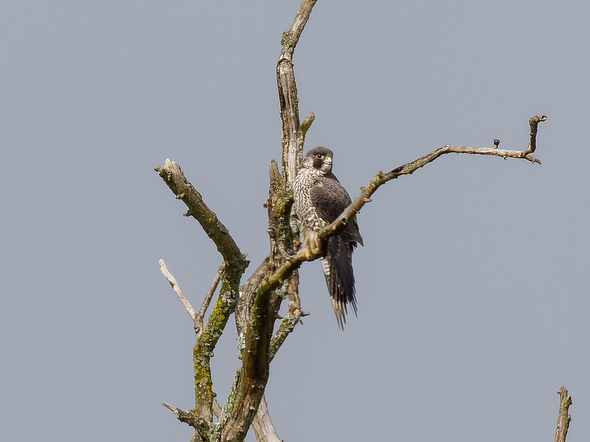 Peregrine Falcon (Peale's) - ML561554381