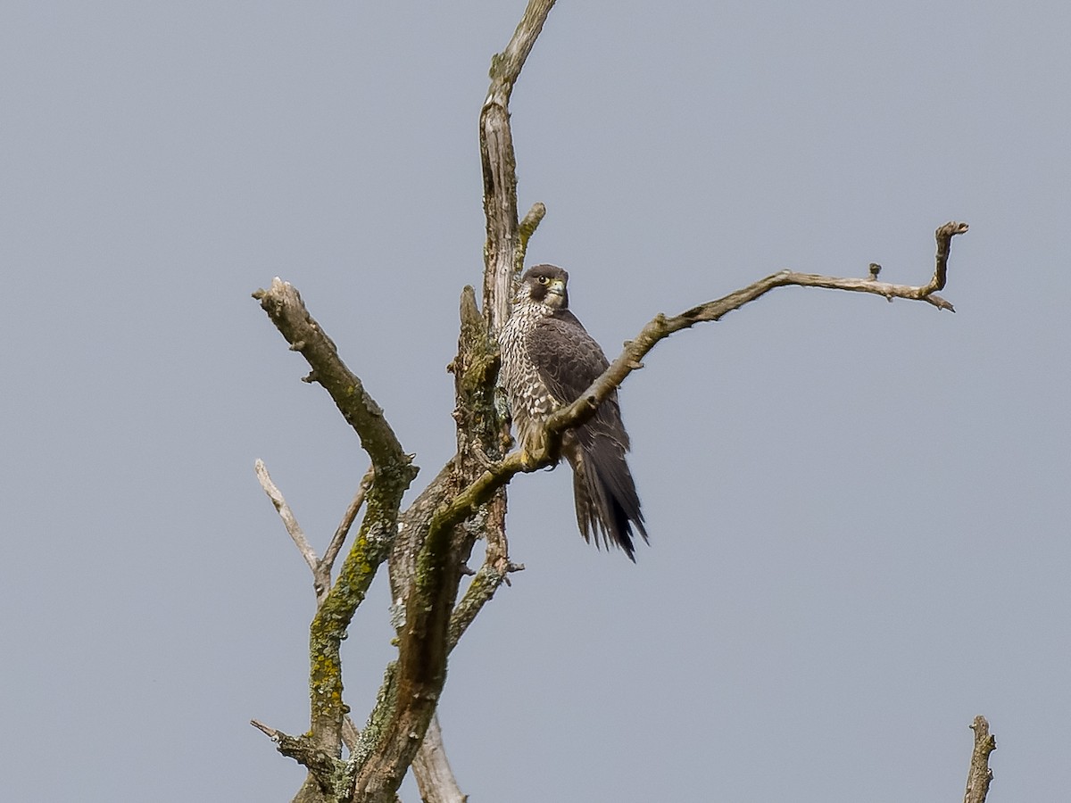 Peregrine Falcon (Peale's) - ML561554511