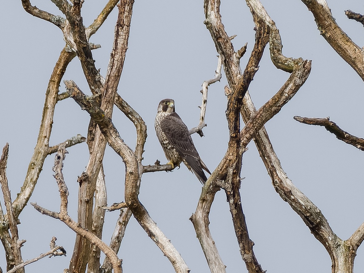 Peregrine Falcon (Peale's) - ML561554781