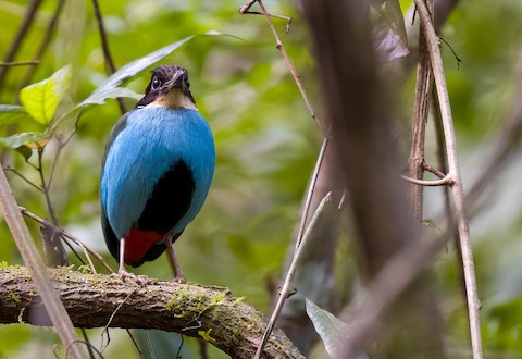 Photos - Azure-breasted Pitta - Pitta steerii - Birds of the World